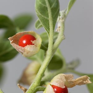 Ashwagandha Fruit