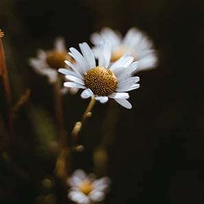 Chamomile Flower