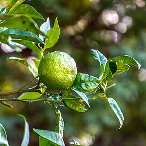 Lime On Tree