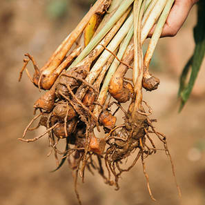 Turmeric Roots