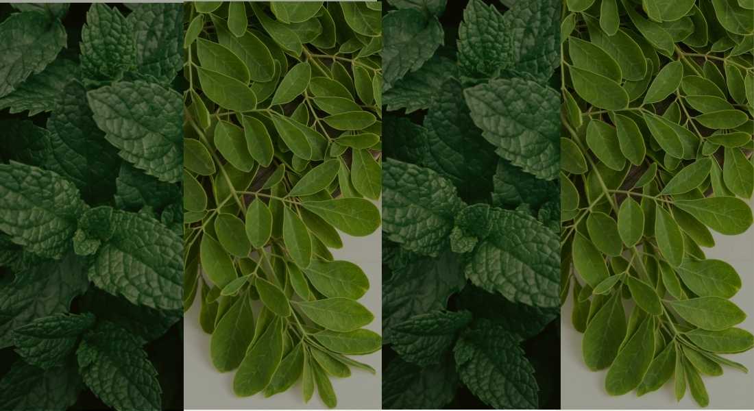 Moringa and Peppermint Leaves